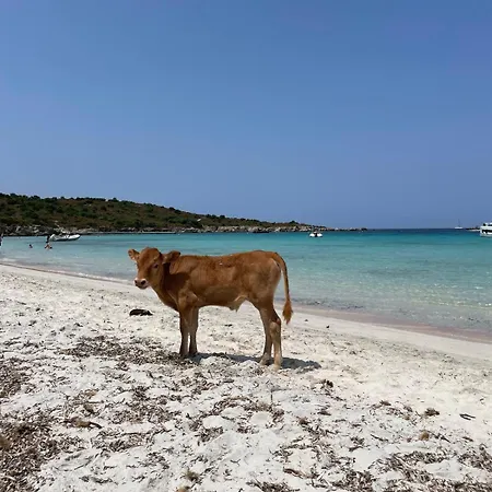 Superbe T2 Avec Grande Terrasse Et Vue Isola Celeste