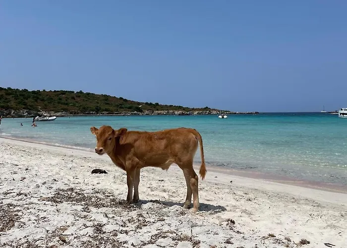 Superbe T2 Avec Grande Terrasse Et Vue Isola Celeste